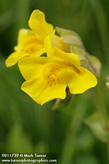 Mountain Monkeyflower blossom detail