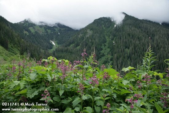 Great Hedge-nettle w/ forested hillside bkgnd