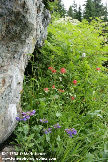 Cascades Penstemon & Giant Red Paintbrush under rock cliff w/ Goatsbeard soft bkgnd