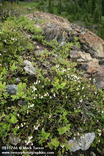 White Heather & Cascades Blueberries on serpentine boulder