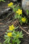 Snow Buttercups