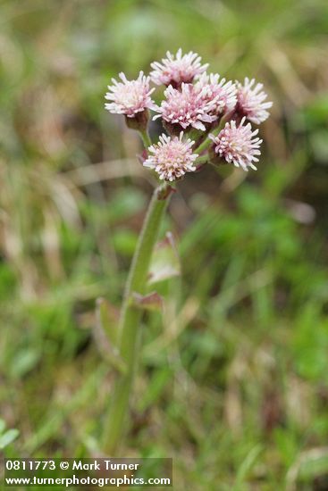 Sweet Coltsfoot blossoms