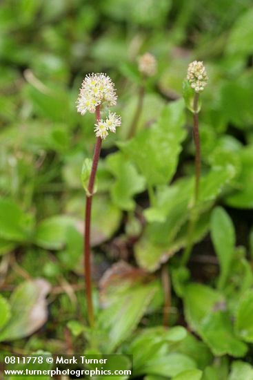 Leatherleaf Saxifrage