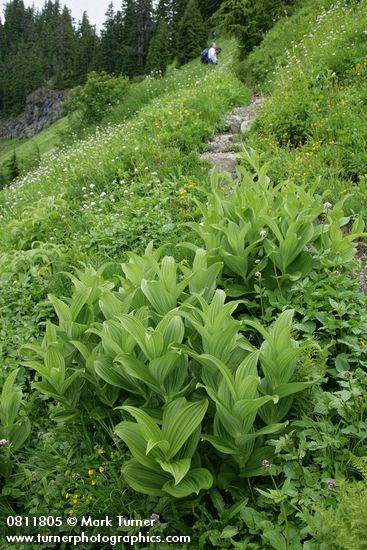 Green Corn Lily foliage in subalpine meadow w/ Sitka Valerian & Fanleaf Cinquefoil