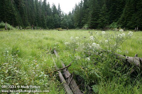 Douglas's Water-hemlock in wet meadow ringed by forest