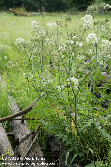 Douglas's Water-hemlock