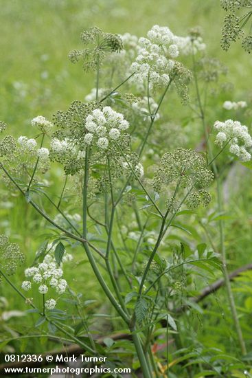 Douglas's Water-hemlock