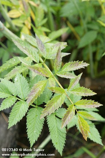 Douglas's Water-hemlock foliage detail