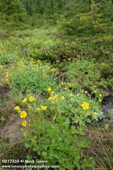 Fan-leaf Cinquefoil in wet meadow