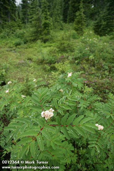 Sitka Mountain-ash