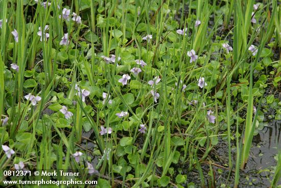 Marsh Violets among Sedges
