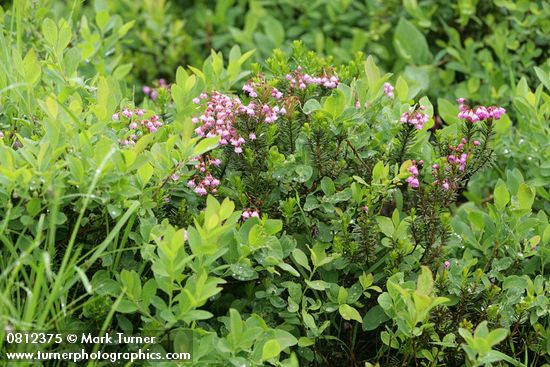 Pink Heather among Cascades Blueberries