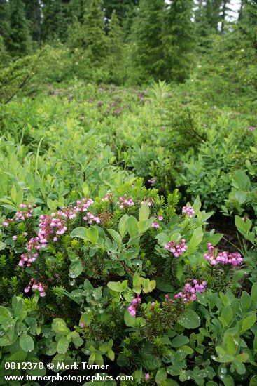 Pink Heather among Cascades Blueberries