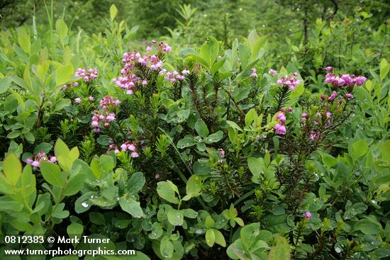 Pink Heather among Cascades Blueberries