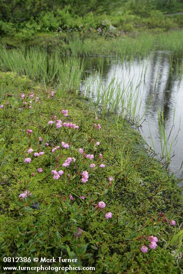 Western Bog Laurel among mosses at edge of Picture Lake