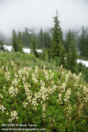 Patridgefoot w/ Subalpine Firs soft bkgnd under clouds