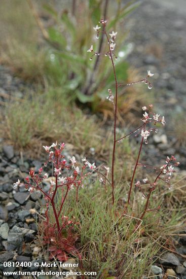 Rusty Saxifrage w/ raindrops