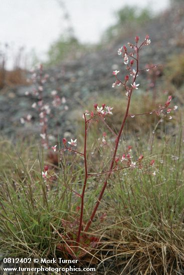 Rusty Saxifrage w/ raindrops