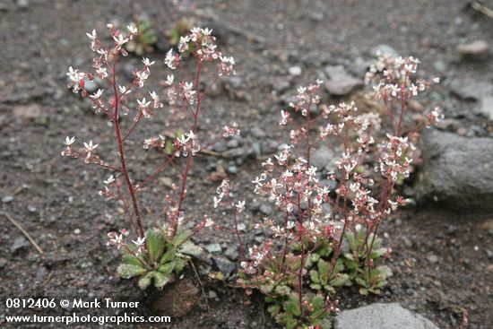 Rusty Saxifrage w/ raindrops