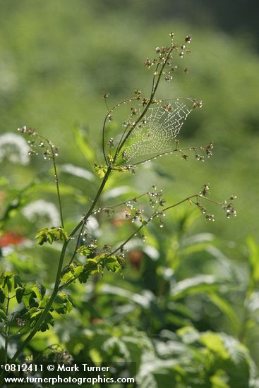 Dew-covered spider web on Western Meadowrue