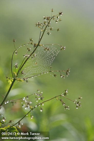 Dew-covered spider web on Western Meadowrue