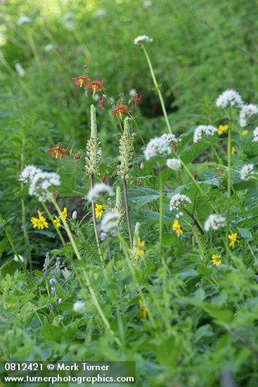 Bracted Lousewort, Columbine, Mountain Arnica, Sitka Valerian in meadow