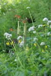 Bracted Lousewort, Columbine, Mountain Arnica, Sitka Valerian in meadow