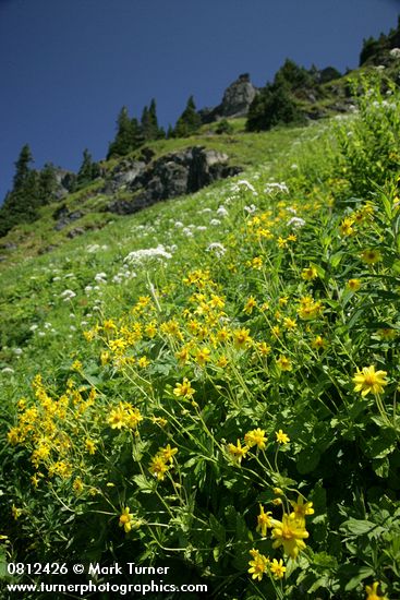 Mountain Arnica, Cow Parsnips, Sitka Valerian in hillside subalpine meadow