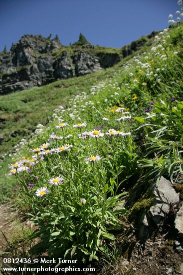 Wandering Daisies in hillside subalpine meadow