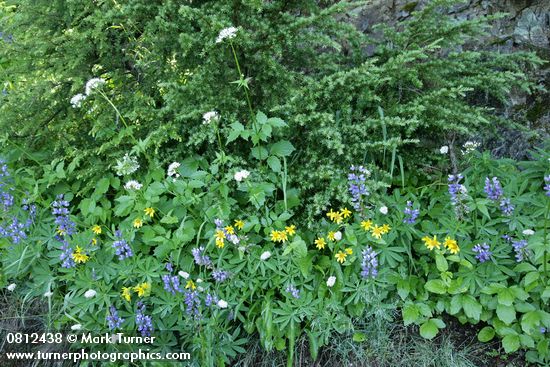 Broadleaf Lupines, Mountain Arnica, Sitka Valeriana w/ Mountain Hemlock