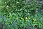 Broadleaf Lupines, Mountain Arnica, Sitka Valeriana w/ Mountain Hemlock