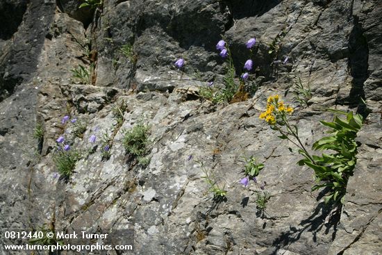 Alpine Goldenrod & Scotch Bluebells in cracks on rock cliff