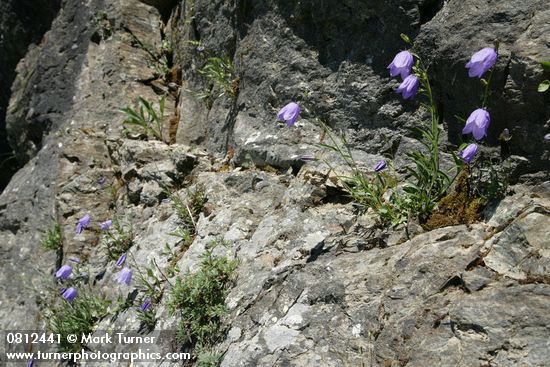 Scotch Bluebells in cracks on rock cliff
