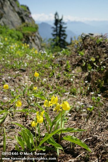 Glacier Lilies