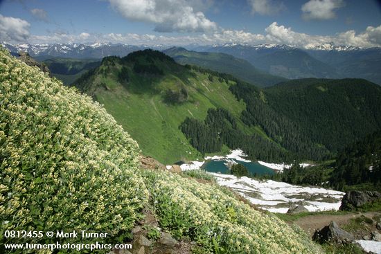 Silverback Luina on cliff overlooking Sauk Lake