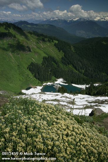 Silverback Luina on cliff overlooking Sauk Lake