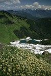 Silverback Luina on cliff overlooking Sauk Lake