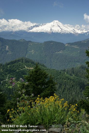 Mountain Arnica & Edible Thistle w/ clearcut forest & Mt. Baker bkgnd