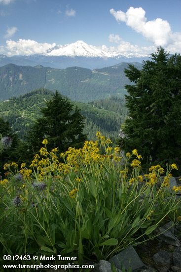 Mountain Arnica w/ clearcut forest & Mt. Baker bkgnd