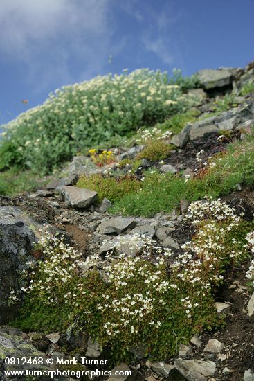 Spotted Saxifrage among rocks w/ Sedum, Silverback Luina soft bkgnd