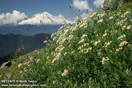 Silverback Luina, Red Columbine w/ Mt. Baker bkgnd