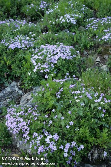 Spreading Phlox