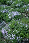 Spreading Phlox
