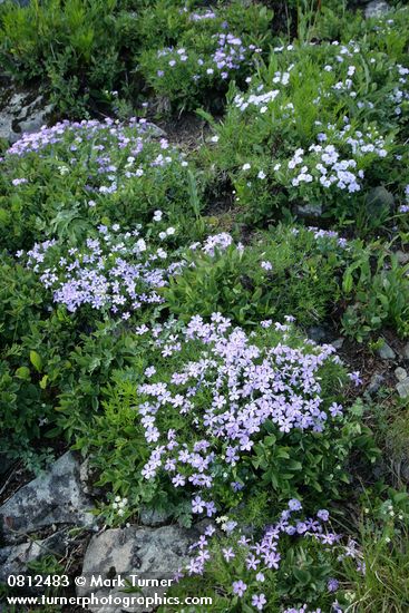 Spreading Phlox