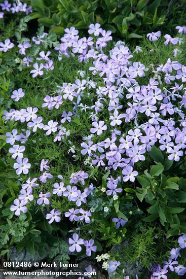 Spreading Phlox