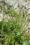 Mountain Sagewort