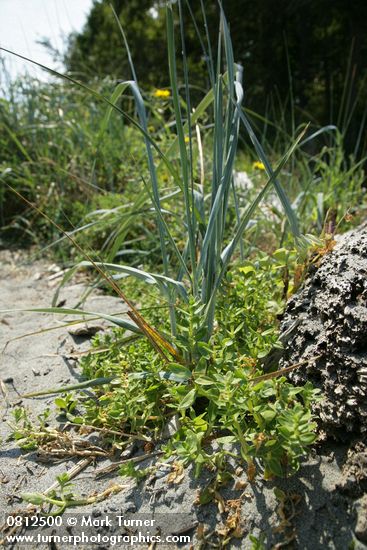 Sea Purslane at base of American Dunegrass