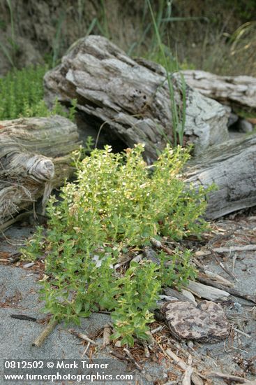 Sea Purslane by beach logs
