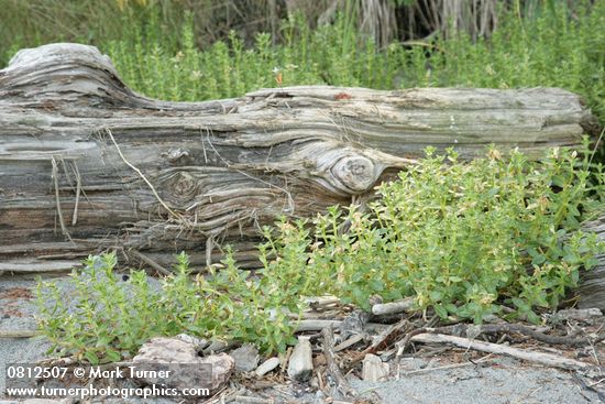 Sea Purslane by beach log