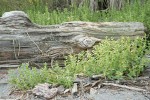 Sea Purslane by beach log